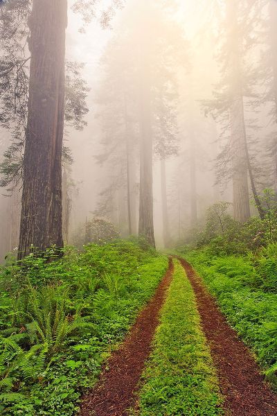 Jones, Adam 아티스트의 Old roadway through foggy redwood forest-Redwood National Park-California작품입니다.